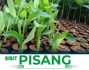 Bibit Pisang Raja Klaten