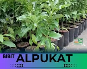 Hortikultura Buah   Bibit Alpukat Miki Di Bandung