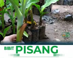 Jual Bibit Pisang Raja Buluu