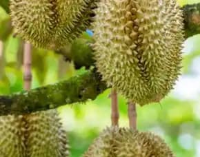 Hortikultura Buah Bibit Durian Montong Sumatera Barat