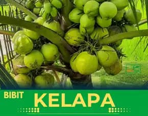 Sentra Bibit Kelapa, Bibit Kelapa Genjah Entok Genjah