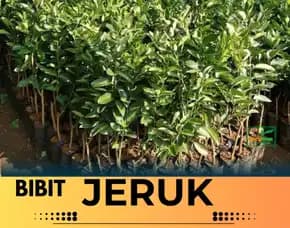 Hortikultura Buah  Bibit Jeruk Nagami Di Kediri