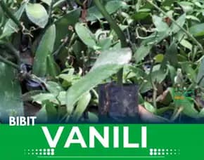 Sentral  Bibit Vanili Bogor