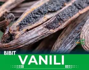 Sentral  Bibit Vanili Unggul