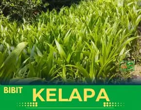 Sentra Bibit Kelapa, Bibit Kelapa Genjah Entok