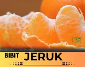 Hortikultura Buah  Bibit Jeruk Nagami Surabaya