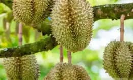 0822.2083.0527 (Tsel)  Hortikultura Buah  Bibit Durian Musang King Di Palembang