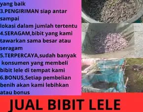 Lele Super Agen Bibit Lele Buat Di Jual Ukuran Seragam Indramayu Kebumen