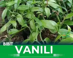 Sentral  Bibit Vanili Bogor