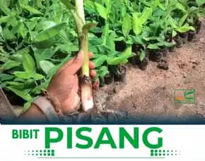 Bibit Pisang Raja Sleman