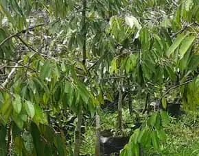 Hortikultura Buah Bibit Durian Montong Sumatera Barat