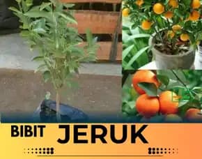 Hortikultura Buah  Perawatan Bibit Jeruk Nagami