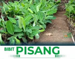 Jual Bibit Pisang Raja Di Semarang