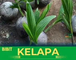 Sentra Bibit Kelapa, Bibit Kelapa Genjah Entok Banyumas