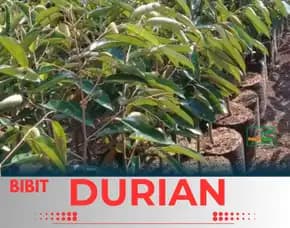 Sentra Pengadaan  Bibit Durian Montong Di Jakarta