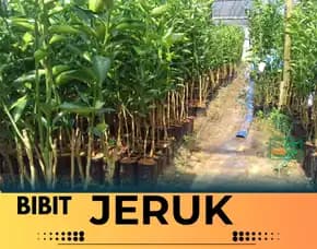 Hortikultura Buah Bibit Jeruk Bali Di Malang