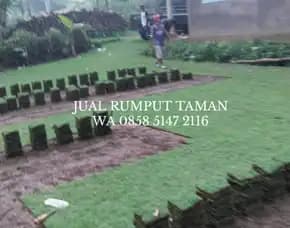 Rumput Jepang Kota Mojokerto Terbaik