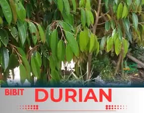 Sentra Pengadaan  Bibit Durian Montong Kediri