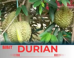 Sentra Pengadaan  Bibit Durian Montong Mekarsari