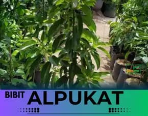 Hortikultura Buah  Harga Bibit Alpukat Miki Depok