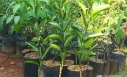 0822.2083.0527 (Tsel)  Hortikultura Buah  Bibit Jeruk Purut Di Garut