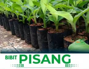 Penjual Bibit Pisang Raja