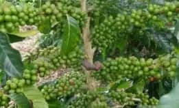 0822 2083 0527 ( Tsel ) Sentra Bibit Kopi, Bibit Kopi Robusta Sidikalang