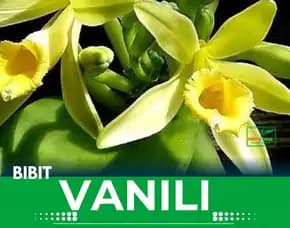 Sentral  Harga Bibit Vanili Alor