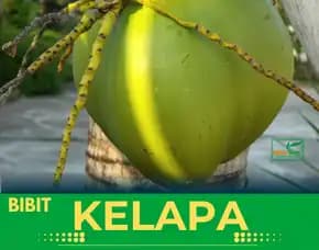 Sentra Bibit Kelapa, Bibit Kelapa Genjah Entok Purworejo