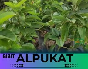 Hortikultura Buah   Bibit Alpukat Miki Depok