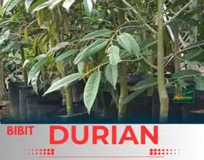 Sentra Pengadaan  Bibit Durian Montong 2 Meter