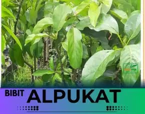 Hortikultura Buah   Bibit Alpukat Miki Di Bandung