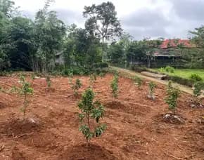 Kebun Alpukat Lingkungan Asri Karanganyar