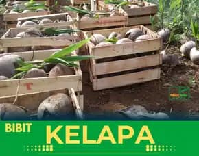 Sentra Bibit Kelapa, Bibit Kelapa Genjah Entok Kebumen