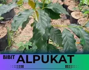 Hortikultura Buah   Bibit Alpukat Miki Di Sidoarjo