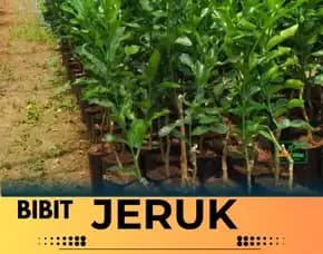 Hortikultura Buah  Bibit Jeruk Nagami Semarang