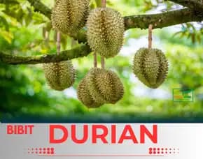 Sentra Pengadaan  Bibit Durian Montong Di Jogja