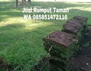 Rumput Jepang Sidoarjo Termurah