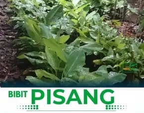 Bibit Pohon Pisang Raja